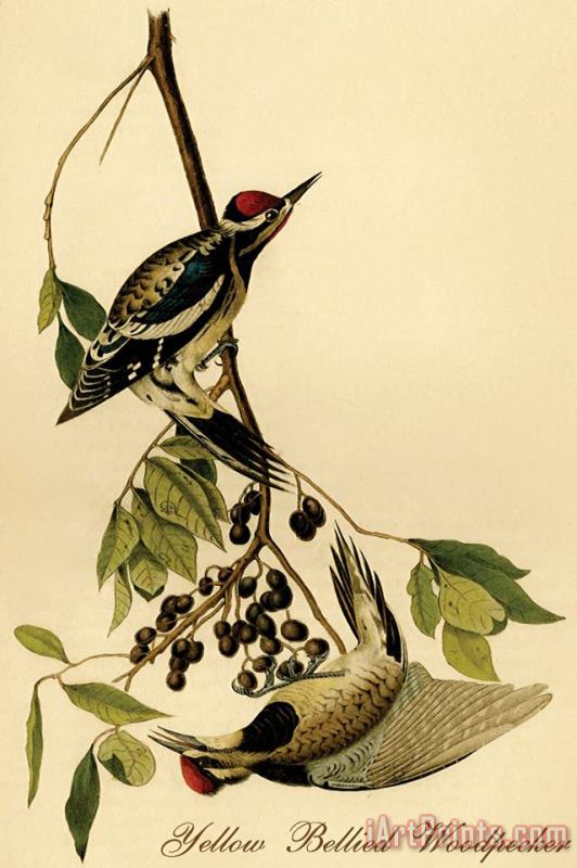 Yellow Bellied Woodpecker painting - John James Audubon Yellow Bellied Woodpecker Art Print