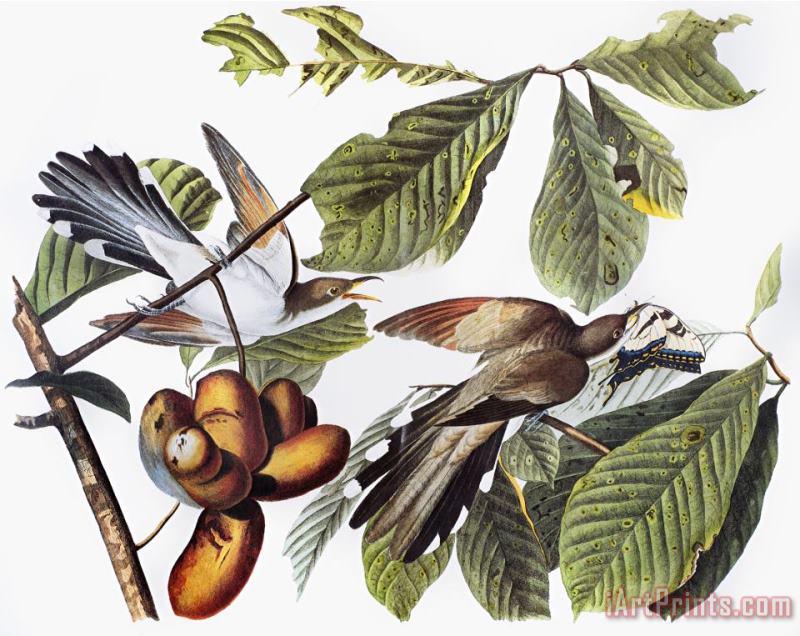 John James Audubon Yellow Billed Cuckoo Art Print