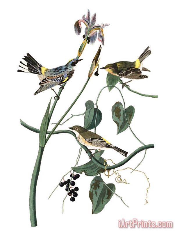 Yellow Crown Warbler painting - John James Audubon Yellow Crown Warbler Art Print