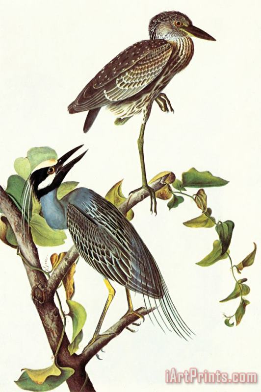 John James Audubon Yellow Crowned Night Heron And Little Blue Heron Art Painting