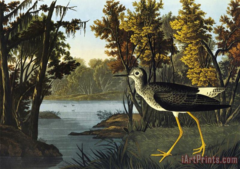 John James Audubon Yellow Shank Art Painting