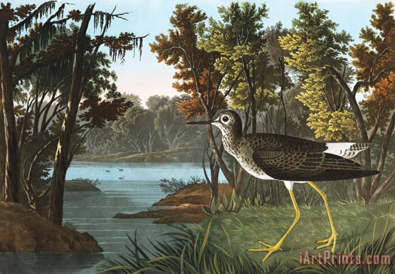 John James Audubon Yellow Shank Art Print