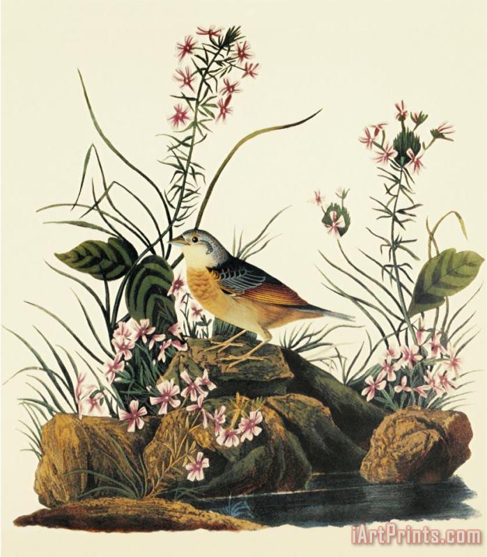 John James Audubon Yellow Winged Sparrow Art Painting