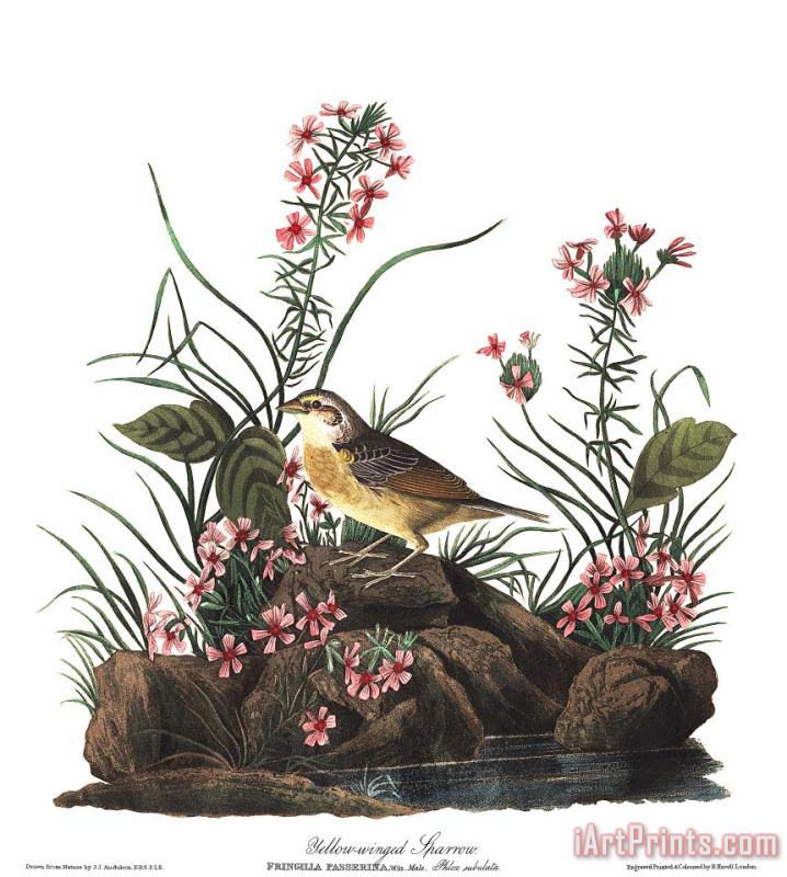 Yellow Winged Sparrow painting - John James Audubon Yellow Winged Sparrow Art Print
