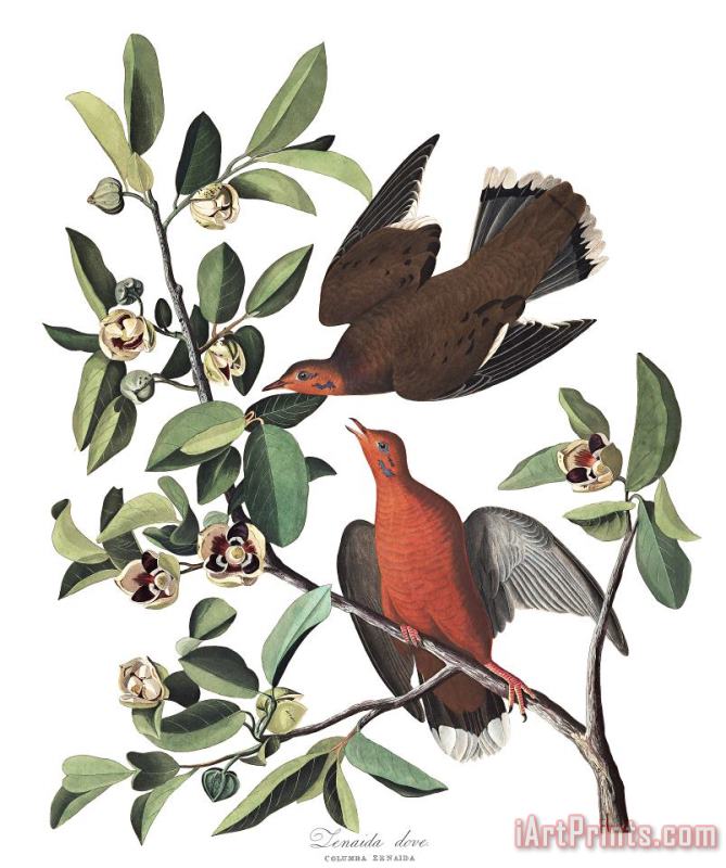 John James Audubon Zenaida Dove Art Painting