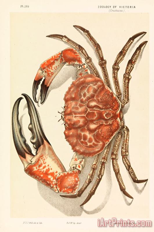 John James Wild Tasmanian Giant Crab, Pseudocarcinus Gigas Art Print