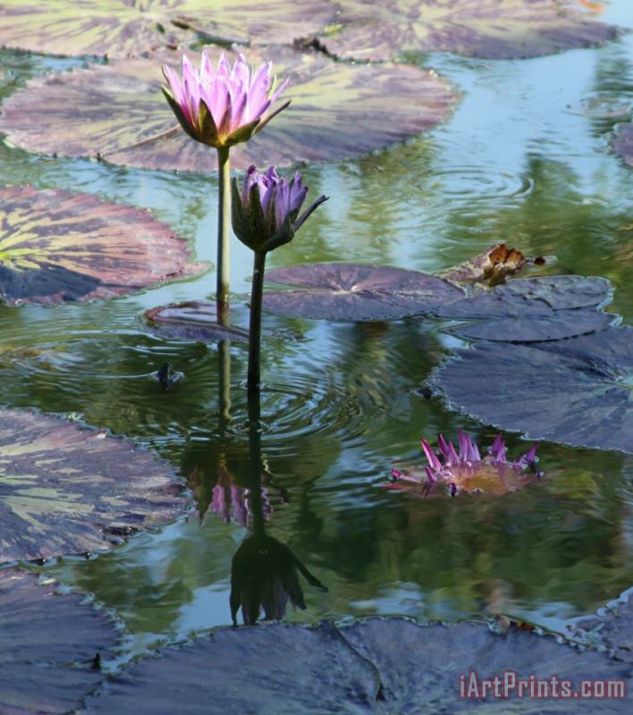 John Lautermilch Ripples and Pink Lilies Art Painting