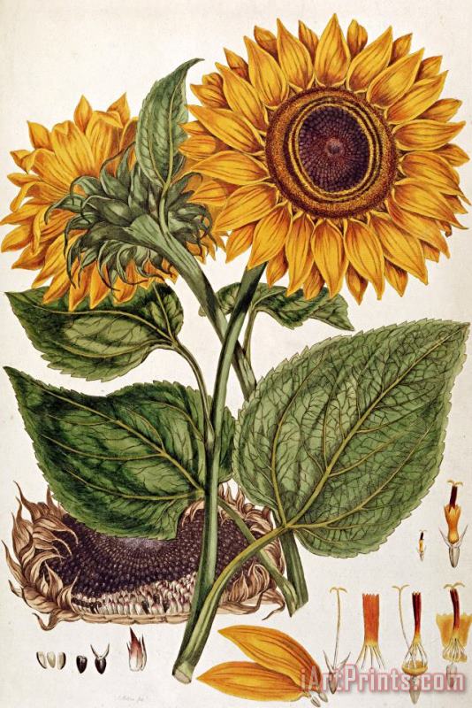 Sunflower painting - John Miller Sunflower Art Print
