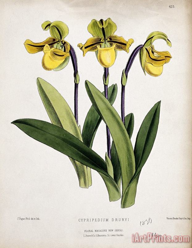 A Lady's Slipper Orchid (cypripedium Drurii): Flowering Stem painting - John Nugent Fitch A Lady's Slipper Orchid (cypripedium Drurii): Flowering Stem Art Print