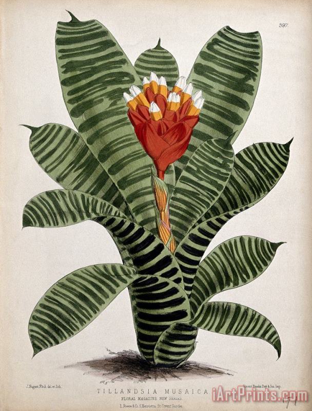 A Plant (tillandsia Musaica): Flowering Stem painting - John Nugent Fitch A Plant (tillandsia Musaica): Flowering Stem Art Print