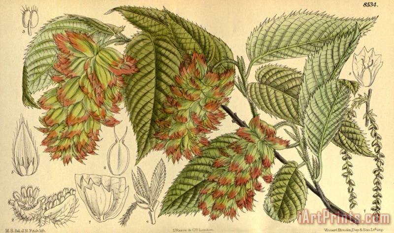 John Nugent Fitch Carpinus Japonica, Betulaceae Art Print