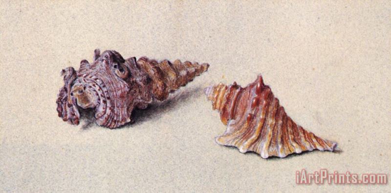 Study of Two Shells painting - John Ruskin Study of Two Shells Art Print