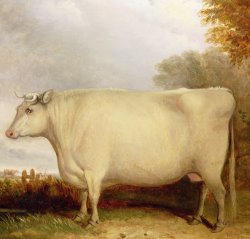 John Vine White Short-horned Cow In A Landscape painting