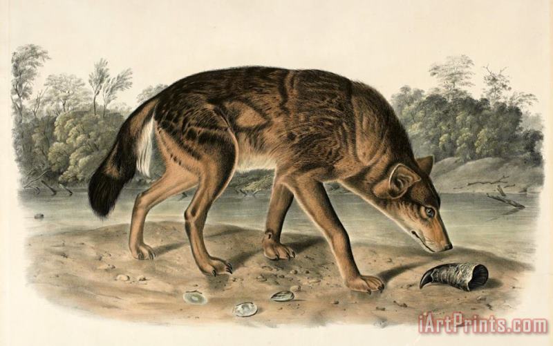 John Woodhouse Audubon Red Texas Wolf (canis Lupus) Art Painting