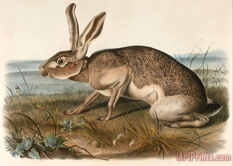 John Woodhouse Audubon Texian Hare (lepus Texianus) Art Painting
