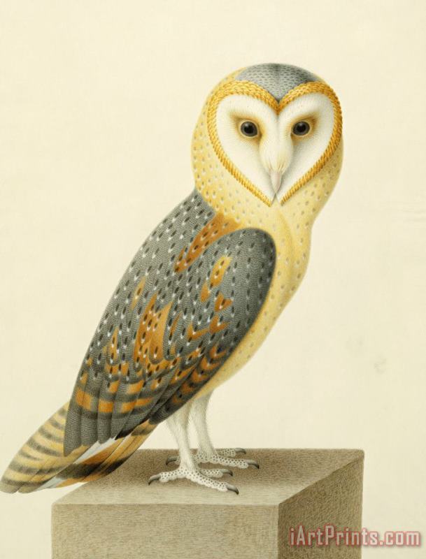 A Barn Owl (tyto Alba) painting - Joseph Nicolas Robert-Fleury A Barn Owl (tyto Alba) Art Print