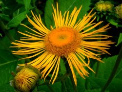 Katarina Niksic Die Sonne geht auf