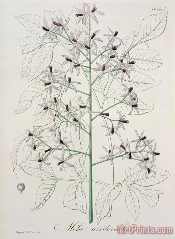 Melia Azedarach From 'phytographie Medicale' By Joseph Roques painting - L F J Hoquart Melia Azedarach From 'phytographie Medicale' By Joseph Roques Art Print