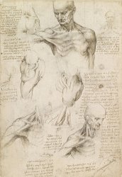 Leonardo da Vinci Anatomical Drawing Of Shoulder And Neck painting