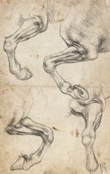 Leonardo da Vinci Study For Horse Legs painting