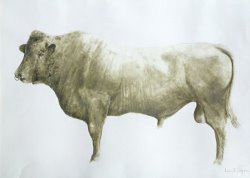 Lincoln Seligman Islay Bull painting