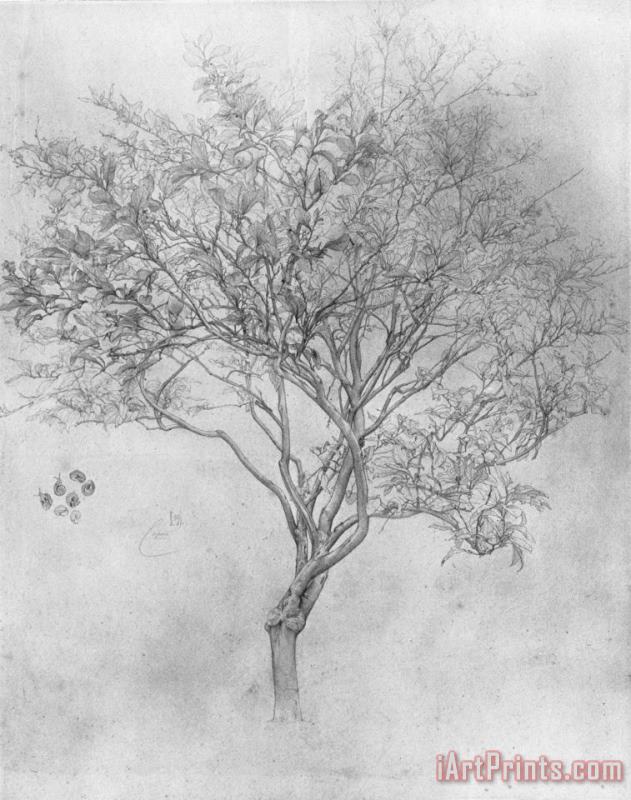 Lord Frederick Leighton Study of a Lemon Tree Art Painting