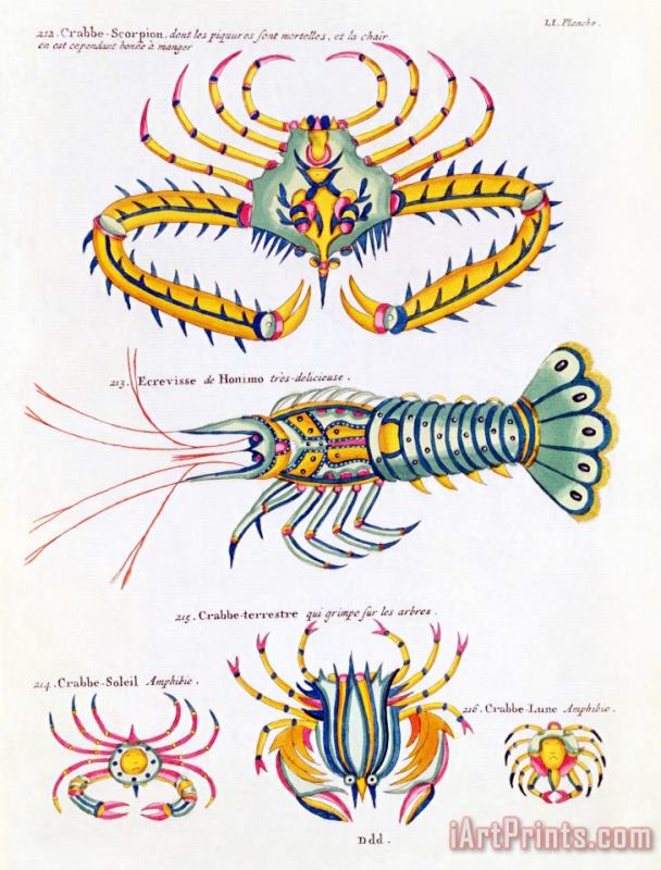Louis Renard Crabs And Crayfish Art Print