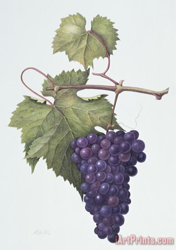 Margaret Ann Eden Grapes Art Painting