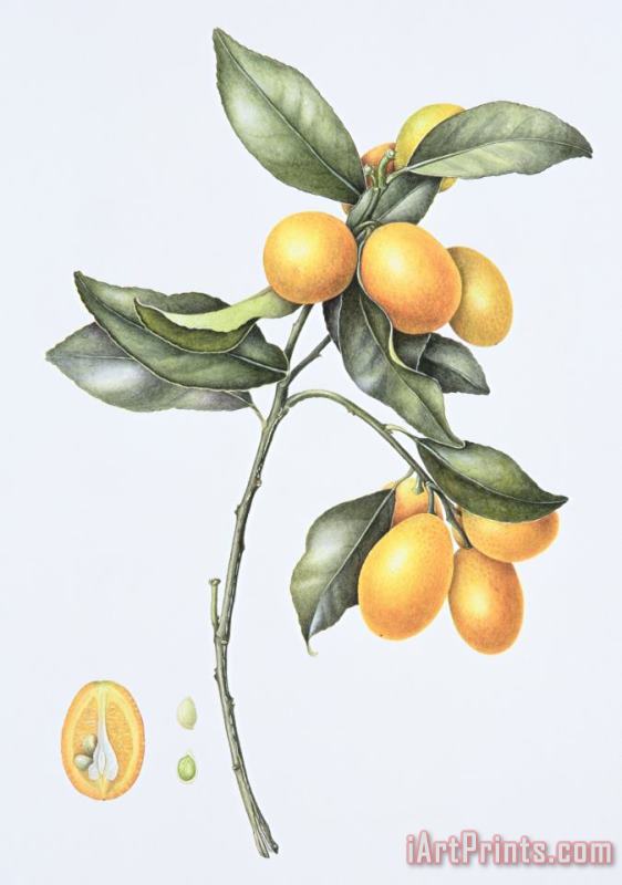 Kumquat painting - Margaret Ann Eden Kumquat Art Print