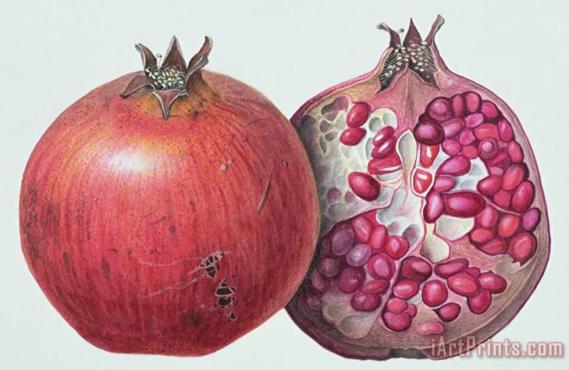 Pomegranate painting - Margaret Ann Eden Pomegranate Art Print