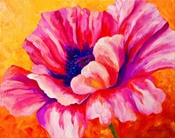 Marion Rose Pink Poppy