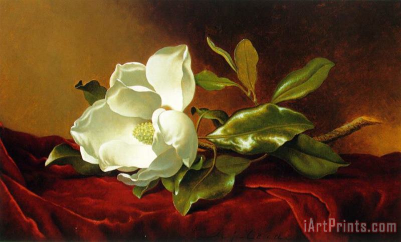 Martin Johnson Heade A Magnolia on Red Velvet Art Painting