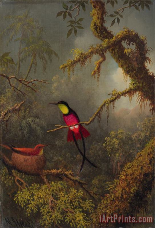 Martin Johnson Heade A Pair of Nesting Crimson Topaz Hummingbirds Art Print