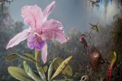 Martin Johnson Heade Cattleya Orchid And Three Hummingbirds