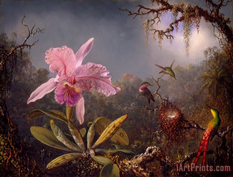 Cattleya Orchid And Three Hummingbirds painting - Martin Johnson Heade Cattleya Orchid And Three Hummingbirds Art Print
