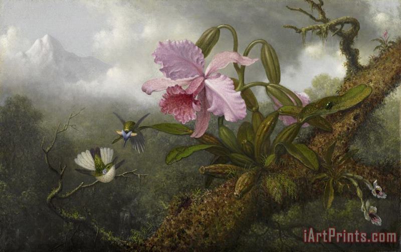 Cattleya Orchid, Two Hummingbirds, And a Beetle painting - Martin Johnson Heade Cattleya Orchid, Two Hummingbirds, And a Beetle Art Print