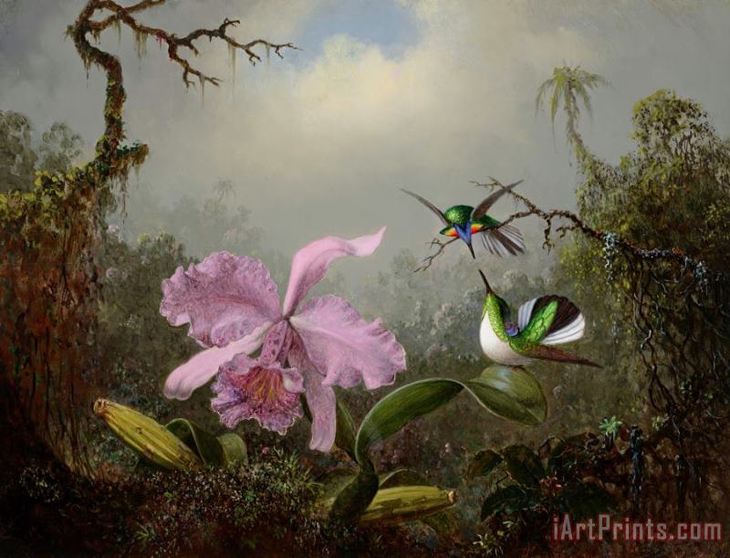 Cattleya Orchid with Two Brazilian Hummingbirds, 1871 painting - Martin Johnson Heade Cattleya Orchid with Two Brazilian Hummingbirds, 1871 Art Print