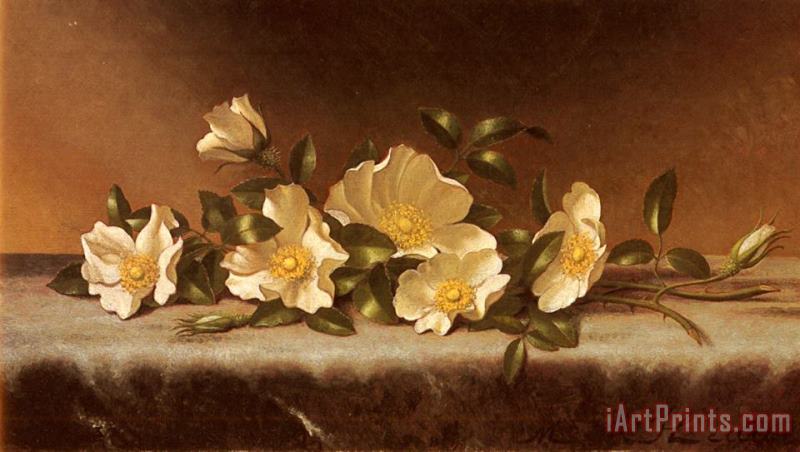Cherokee Roses on a Light Gray Cloth painting - Martin Johnson Heade Cherokee Roses on a Light Gray Cloth Art Print