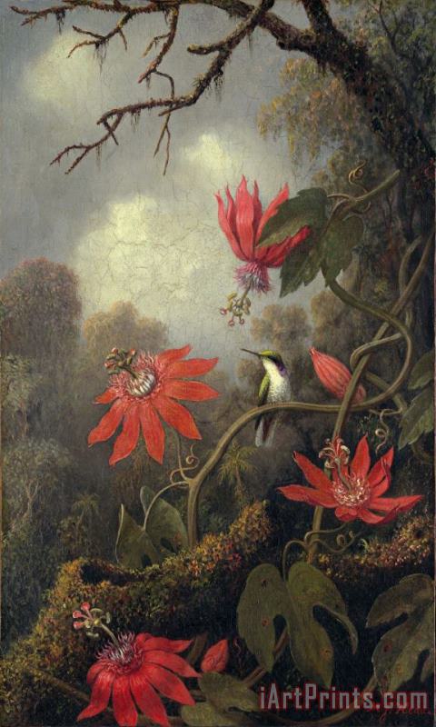 hummingbird and passion flowers painting - Martin Johnson Heade hummingbird and passion flowers Art Print
