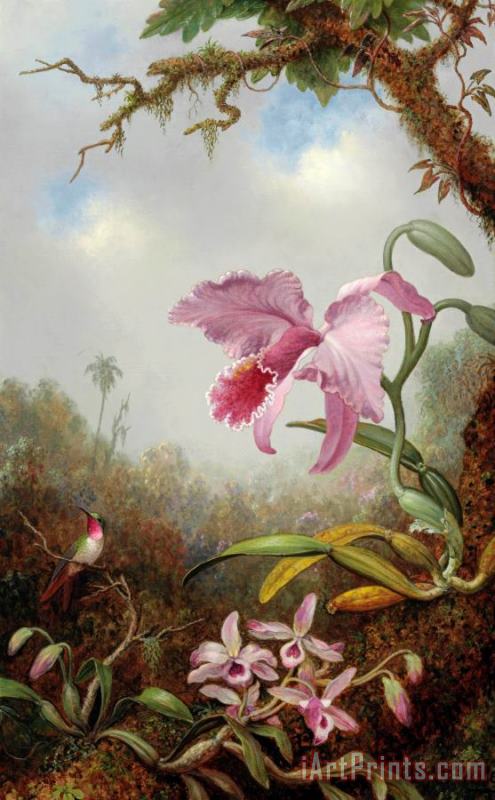 Martin Johnson Heade Hummingbird And Two Types of Orchids Art Painting