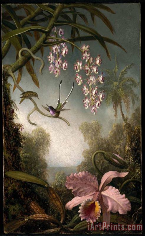 Orchids And Spray Orchids with Hummingbird painting - Martin Johnson Heade Orchids And Spray Orchids with Hummingbird Art Print