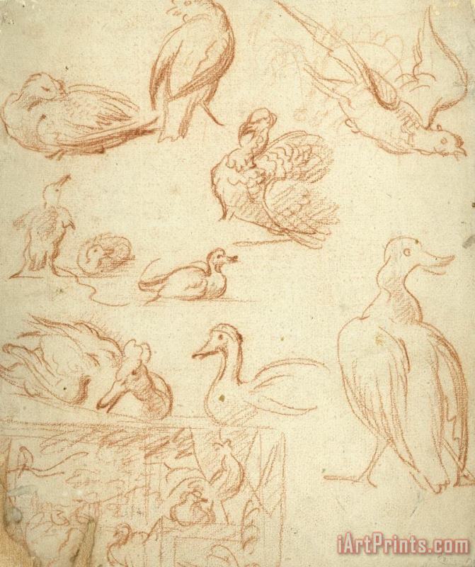 Melchior de Hondecoeter Schetsen Van Een Compositie En Verschillende Vogels Art Painting