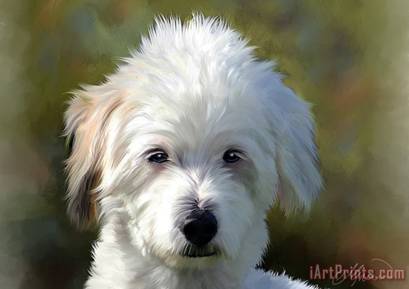 White Terrier Dog Portrait painting - Michael Greenaway White Terrier Dog Portrait Art Print