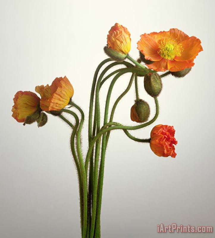 Norman Hollands Bendy Poppies Art Print