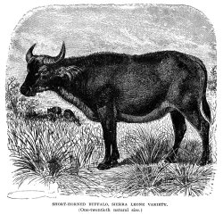 Others African Buffalo painting
