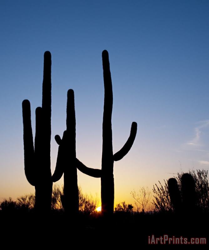 Others Arizona: Cacti, 2008 Art Painting