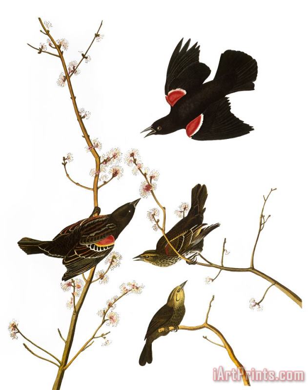 Others Audubon: Blackbird, (1827) Art Painting