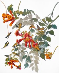 Others Audubon: Hummingbird