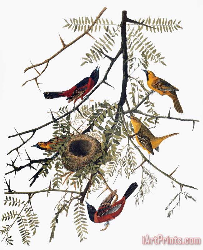 Others Audubon: Oriole Art Print