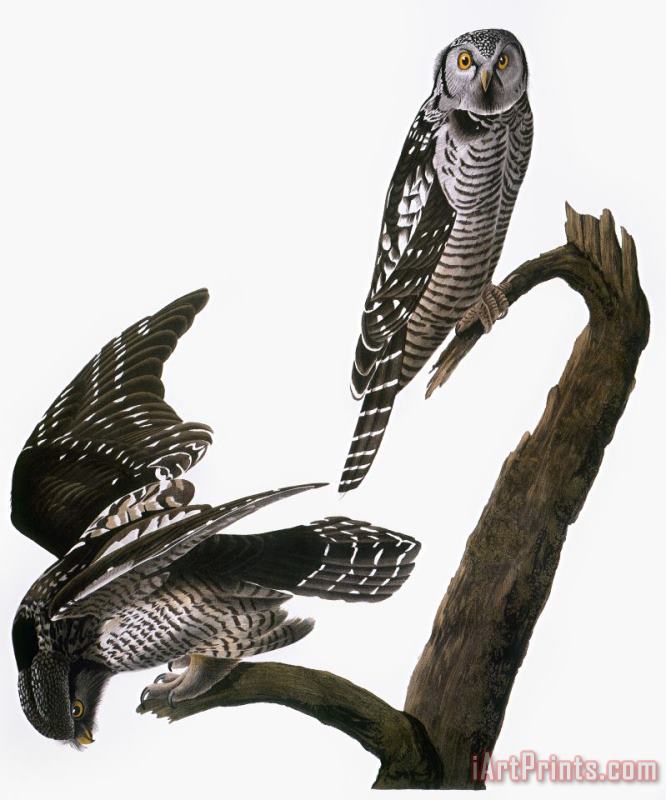 Others Audubon: Owl Art Print